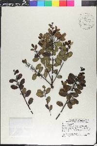 Ilex obcordata image