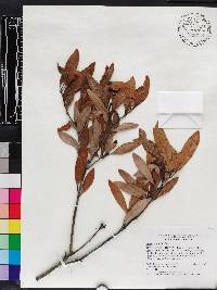 Persea humilis image