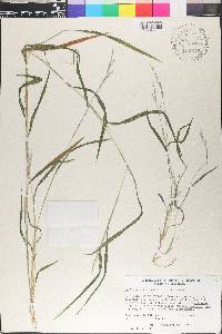 Muhlenbergia frondosa image