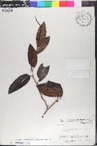 Coccoloba ovata image