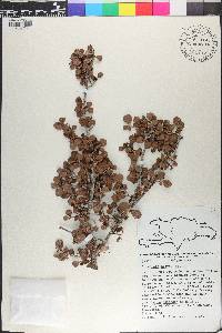 Coccoloba nodosa image