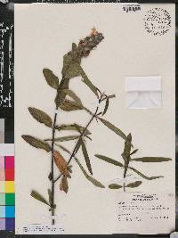 Barleria lupulina image