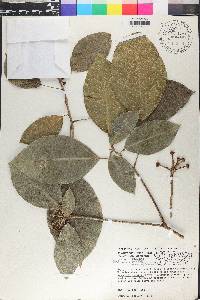 Dendropanax laurifolius image