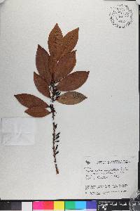 Erythroxylum mucronatum image