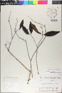 Eugenia egensis image