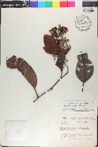 Davilla kunthii image