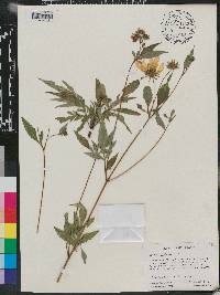 Bidens polylepis image