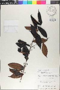 Eugenia egensis image