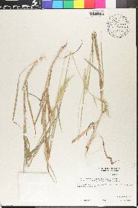 Bothriochloa laguroides image