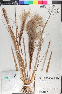 Andropogon bicornis image