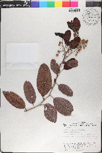 Davilla kunthii image