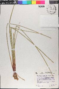Eleocharis fistulosa image