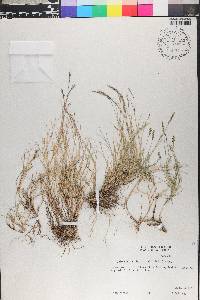 Muhlenbergia richardsonis image