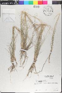 Aristida purpurea var. longiseta image