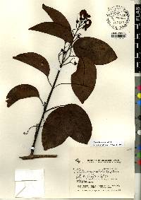 Bignonia aequinoctialis image