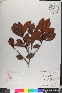 Erythroxylum amazonicum image