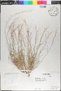 Aristida purpurea var. longiseta image