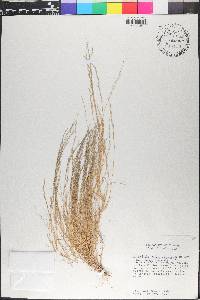 Aristida adscensionis image