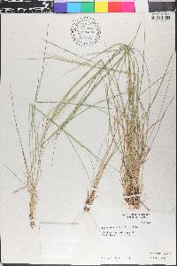 Nassella leucotricha image