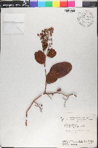 Davilla kunthii image