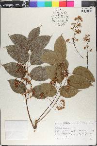 Swietenia macrophylla image