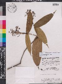 Faramea sessilifolia image