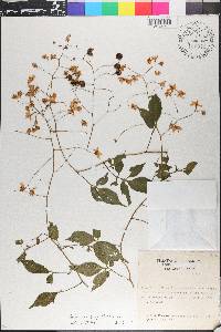 Solanum seaforthianum image