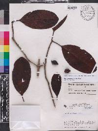 Stachyarrhena spicata image