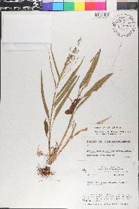 Orthoclada laxa image