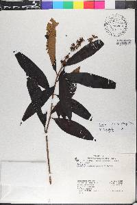 Miconia aplostachya image