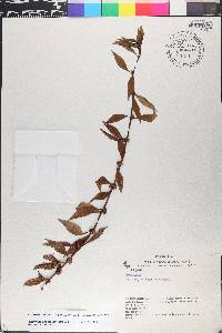 Spermacoce ocymifolia image
