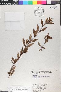 Spermacoce ocymifolia image