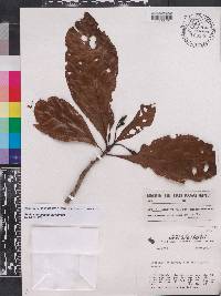 Genipa spruceana image