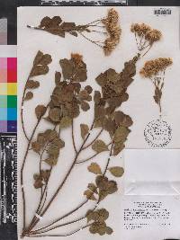 Garberia heterophylla image