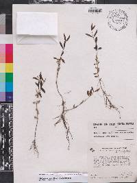 Spigelia guianensis image
