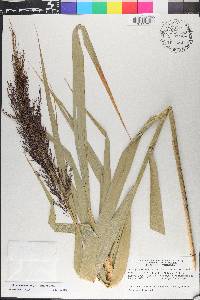 Phragmites australis image