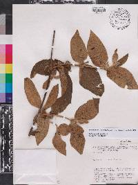 Sabicea velutina image