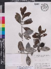 Ilex retusa image