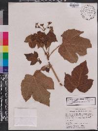 Jatropha breviloba image