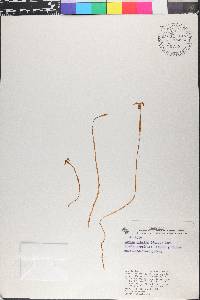 Voyria aphylla image
