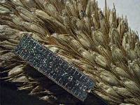 Pennisetum glaucum image