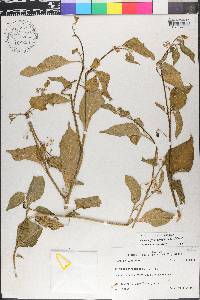 Solanum pseudogracile image
