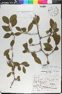 Sideroxylon thornei image