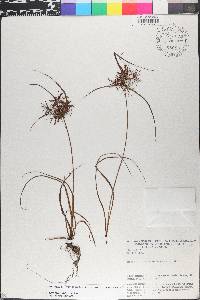 Cyperus filiformis image