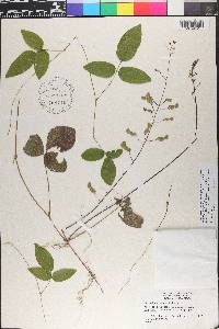 Desmodium axillare image