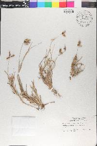 Dactyloctenium aegyptium image