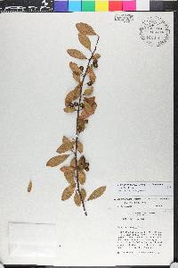 Sideroxylon thornei image