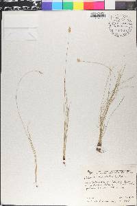 Abildgaardia monostachya image