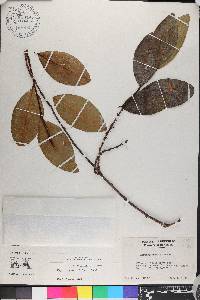 Erythroxylum rufum image