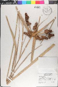 Cyperus ligularis image